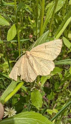 Orange Moth