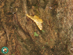 Heterostegane rectistriga