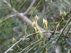 Carmichaelia odorata