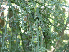 Carmichaelia odorata