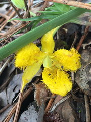 Calochortus monophyllus