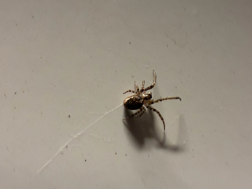 Silver-sided Sector Spider