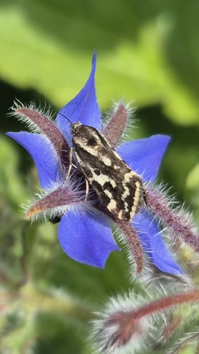 Spotted Sulphur