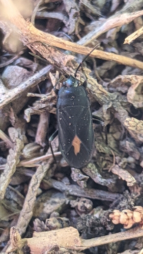 Aphanus rolandri