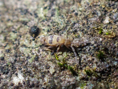 Entomobrya triangularis
