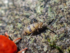 Entomobrya triangularis