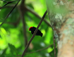 Ceratopipra rubrocapilla