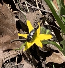 Acmaeodera ornata