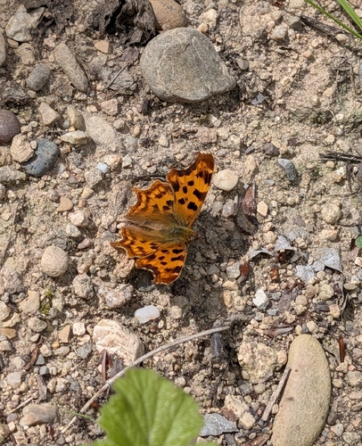 European Comma