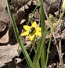 Acmaeodera ornata