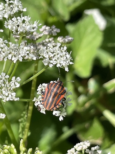 European Striped Shield Bug