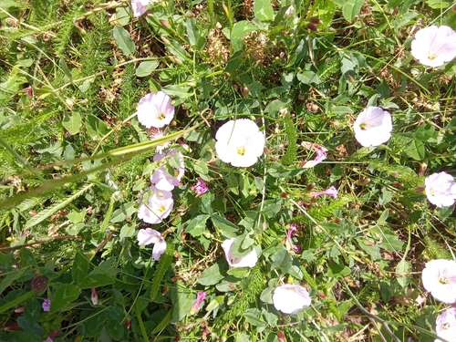 field bindweed