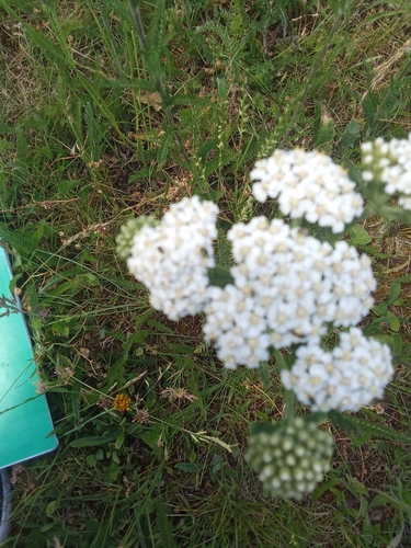 common yarrow