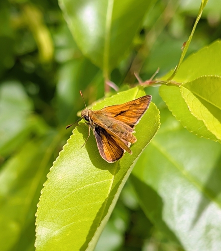 Large Skipper