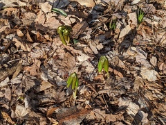 Podophyllum peltatum