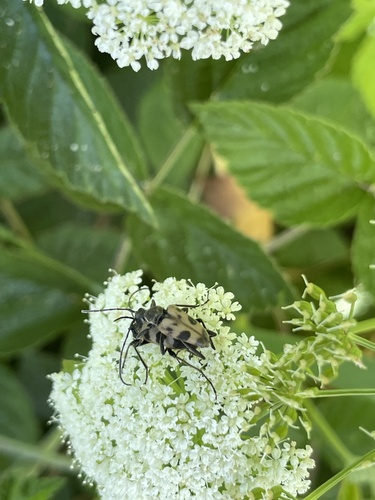 speckled longhorn beetle