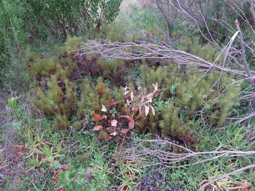 Serruria cyanoides, photograph 2