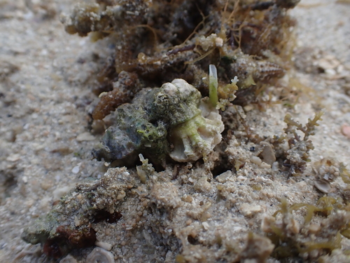 Favartia brevicula observed 2025-09-07