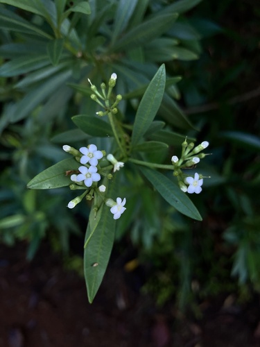 Rauvolfia semperflorens observed 2026-06-03
