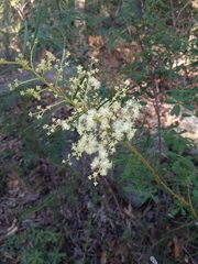 Acacia linifolia