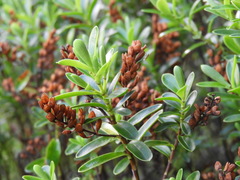 Veronica rakaiensis
