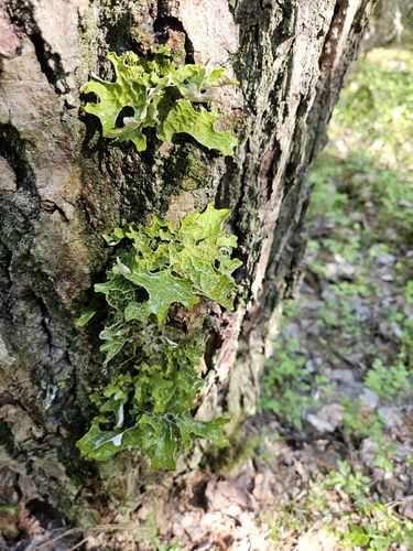 Tree Lungwort