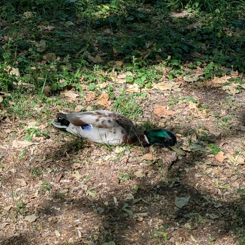 Mallard