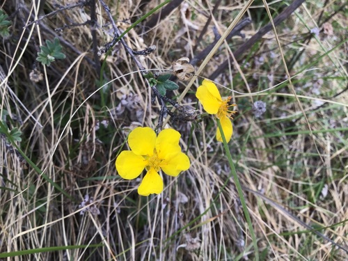 shrubby cinquefoil