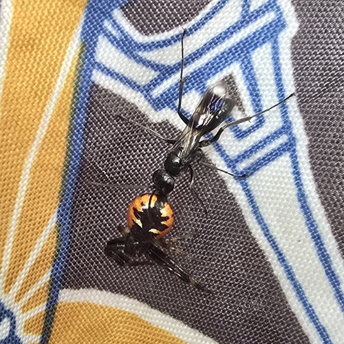 Napoleon Spider