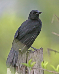 Melodious Blackbird photo 3