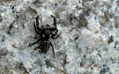 Mile End Jumping Spider