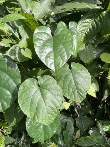 Petawali