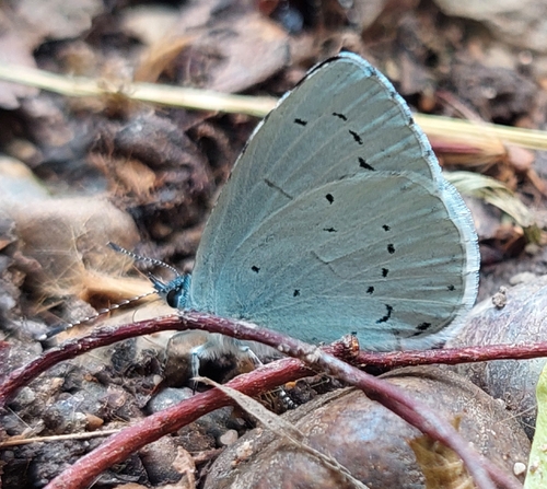 Holly Blue