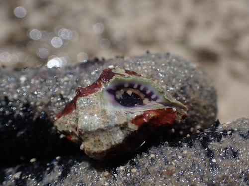 Muricodrupa funiculus observed 2025-09-07