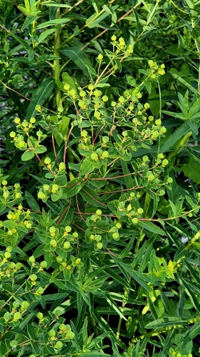 Euphorbia palustris, photograph 1