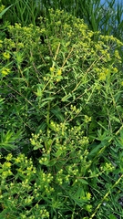 Euphorbia palustris, photograph (c) Анна Митрошенкова, some rights reserved (CC BY)