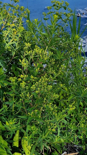 Euphorbia palustris, photograph 3