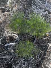 Dodonaea stenozyga, photograph (c) Alex Stuart, some rights reserved (CC BY)