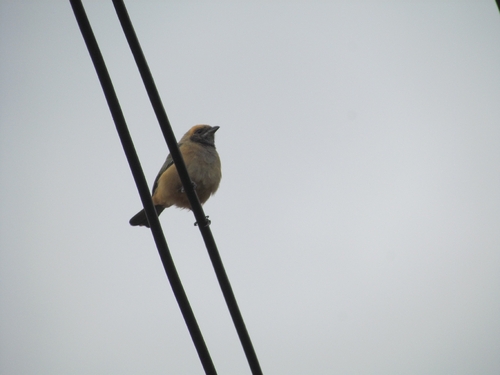 Burnished-buff Tanager