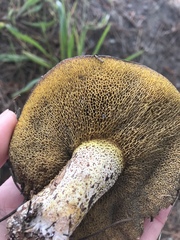 Suillus fuscotomentosus