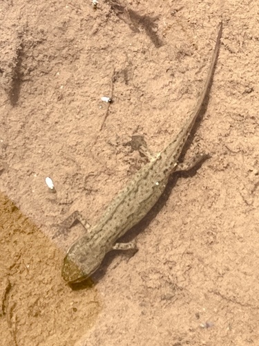 Palmate Newt