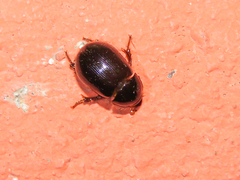 Hybosorus