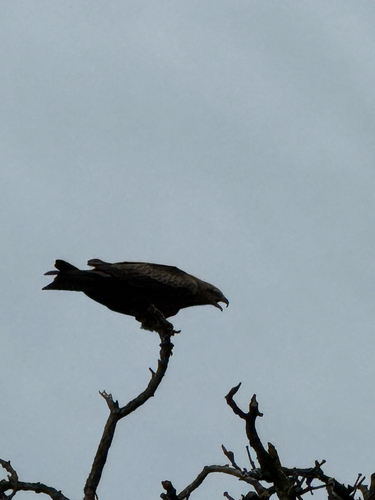 Black Kite