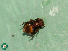 Hybosorus