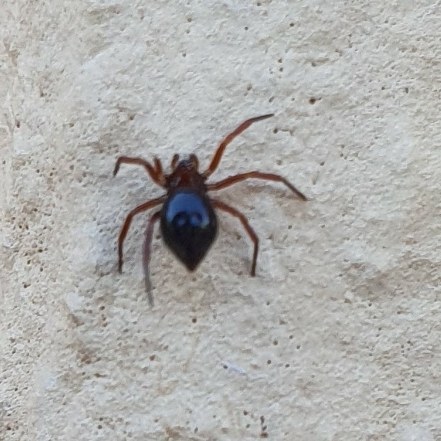 Ant-eating theridiid