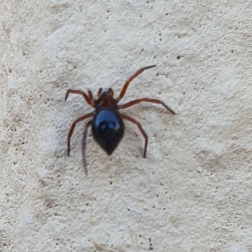 Ant-eating theridiid
