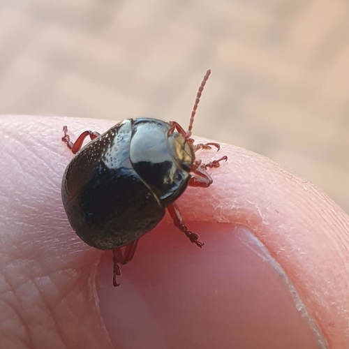 Bronze Beetle