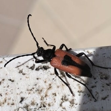 Heart longhorn beetle