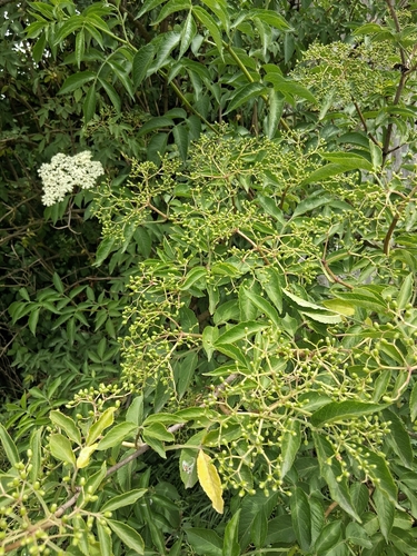 European black elderberry