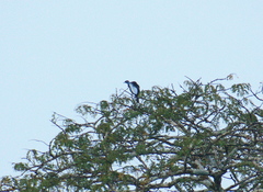 Gymnoderus foetidus